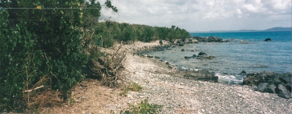 Part of the Navy Base, the lush growth was part of the protection