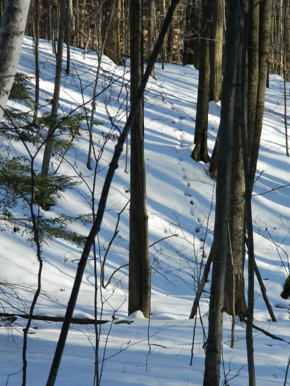 the prints, across a frozen stream from the trail