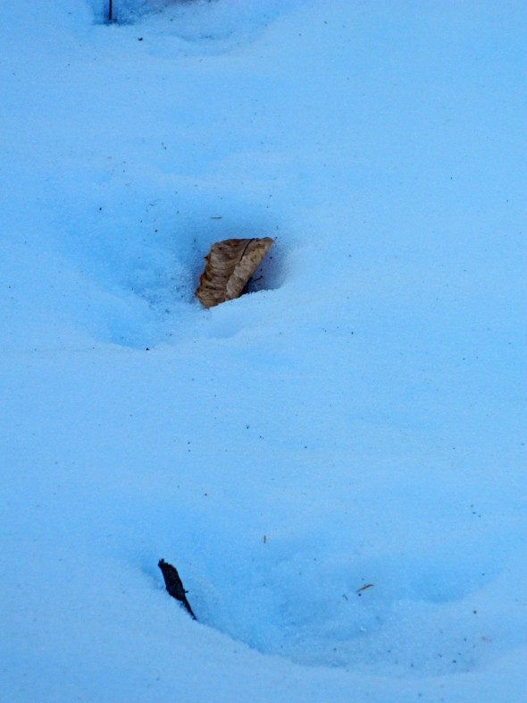 some of the big prints had a leaf, but those were the only clue to size