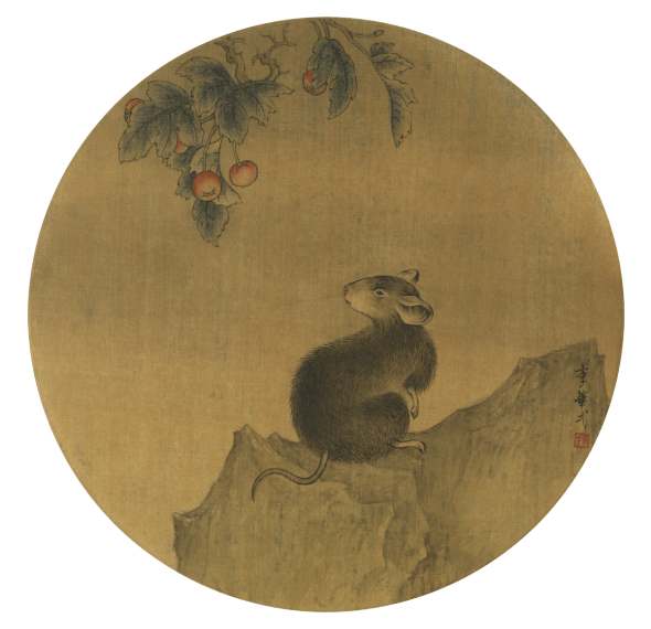 The wise Chinese rat