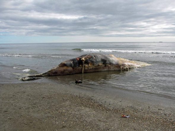 smells like whale to the locals!