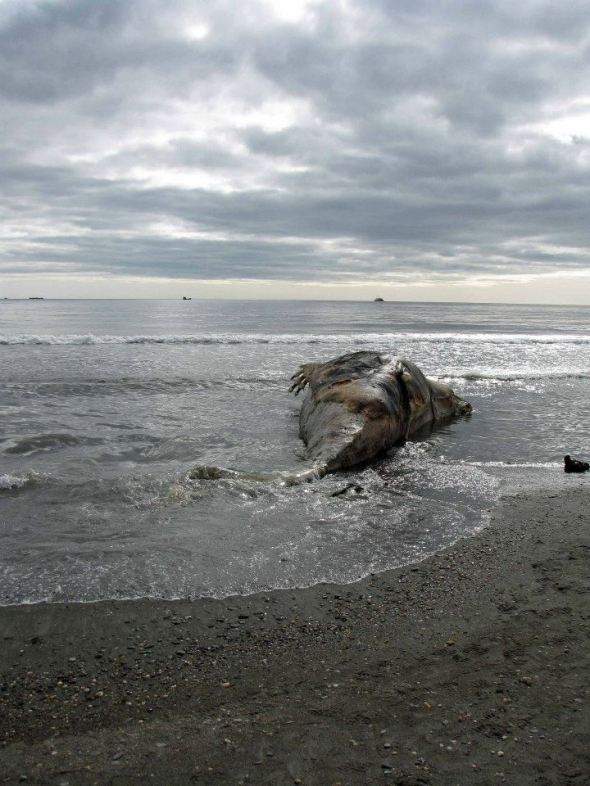 Nessie? Sea Serpant? Look at that long neck!