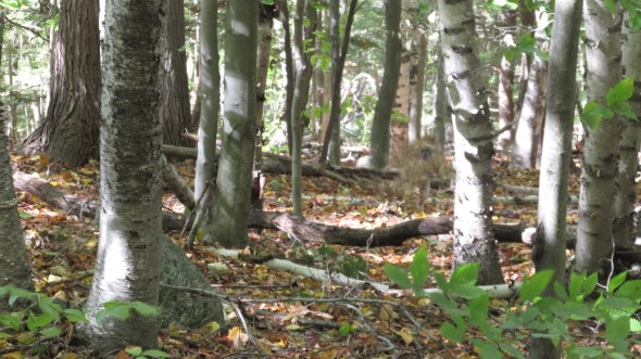 Blobsquath in the yard!