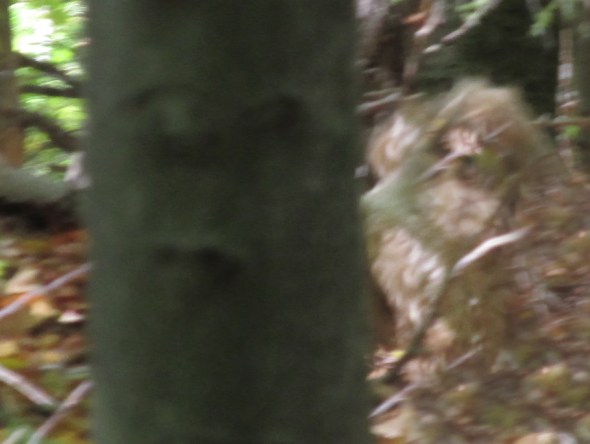 skeptical tree is skeptical of the Blobsquatch