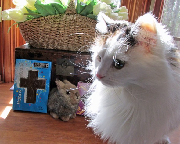 Why photograph anything but the cat?