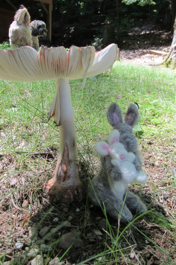 It was only by chance I noticed the small dog walking on this mushroom.