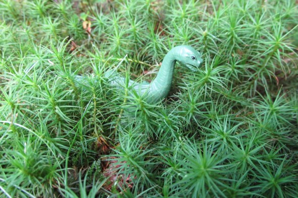 Nessie has been known to go on land, was was seen once crossing a road near Loch Ness