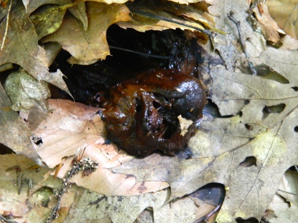 Warm and fresh, did I just miss Bigfoot?  Or perhaps a bear?  I'm more scared of bears.