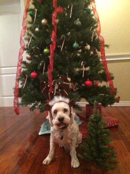 1043954_10205403961401995_6648765796447261593_n