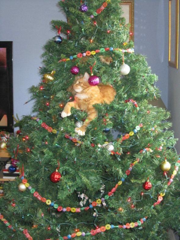 Florida cat says "Even in warm climates, cats know how to enjoy the holidays!"