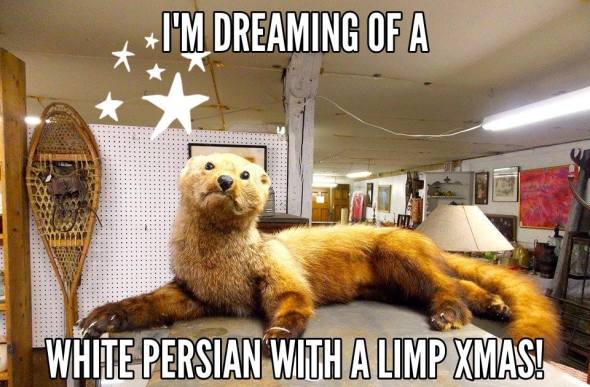 To honor NH, a sadly stuffed local Fishercat....they are known for eating pets!