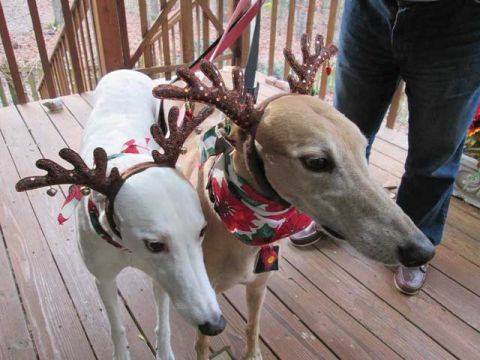 Whippet Good (at Christmas!) My friend Mikki's dogs are ready to stand in if the reindeer are busy!