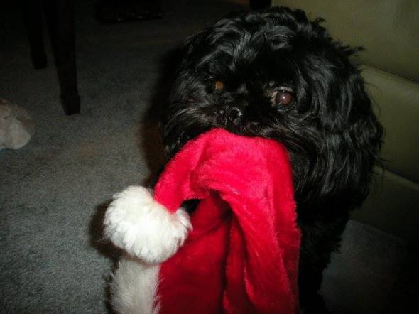 12369007_10208141854519587_2320077134561053663_n