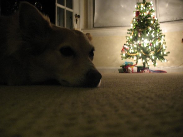 Puppy waiting for Santa Paws, he's been very good.