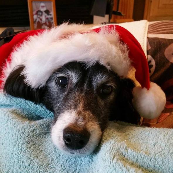 This is MR.CHRISTMAS. He was a holiday time lost dog, underweight and in need of care. A kind stranger took him in, and his foster parents adopted him after he proved to be happy living with the two dogs of the family. He has his own FB page, Mr.Christmas got the best gift of all HIS OWN FAMILY!