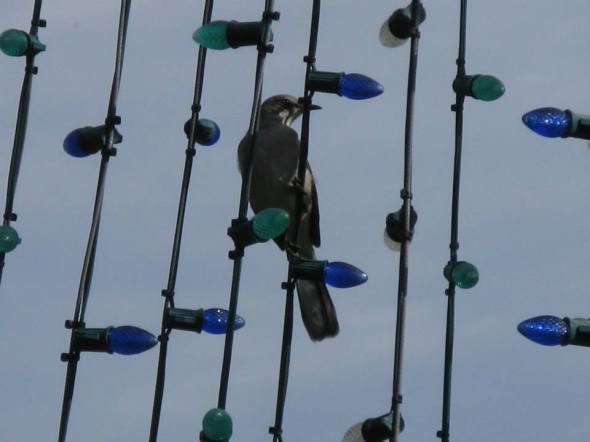 Winter holidays are for the BIRDS? You bet!