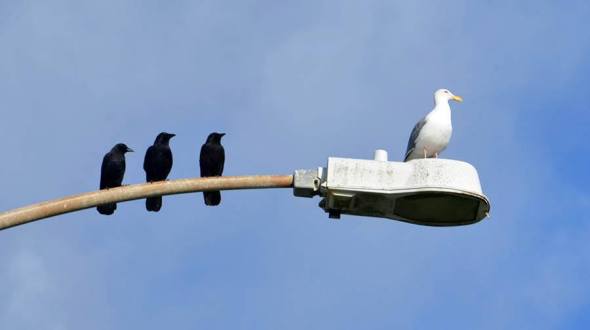 1934472_921626461266253_4101203292247133332_n