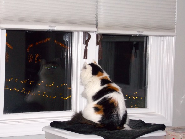Holiday lights for are kitties to watch! Shiny and bright is irresistible for Moxie! She spend hours here every evening.