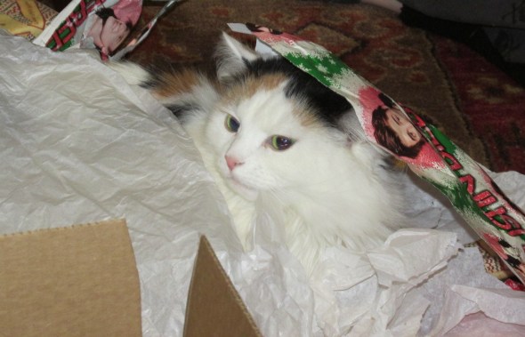 Moxie proves the best gifts are wrapping paper and boxes! yes that might just be Justin Beiber wrapping paper...