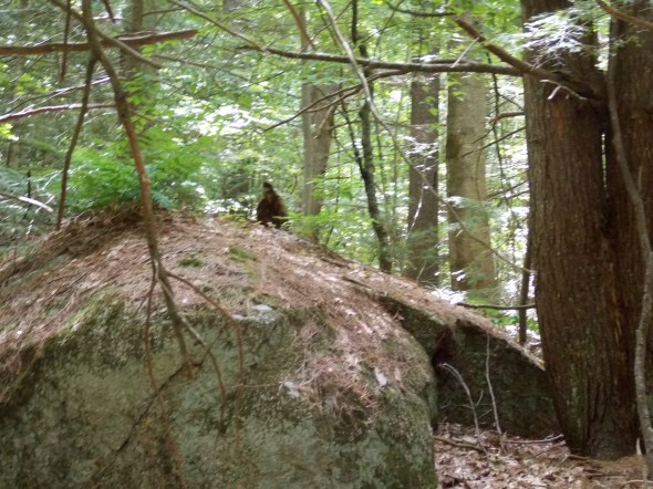 well it could have been Bigfoot seen here in this image taken at the same time as the other photographs.