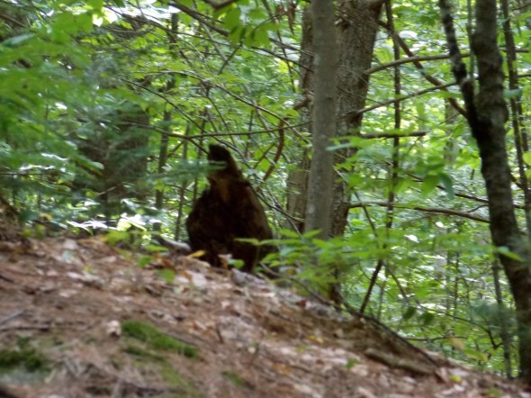 Bigfoot often looses his identity when an image is enlarged... bummer.  